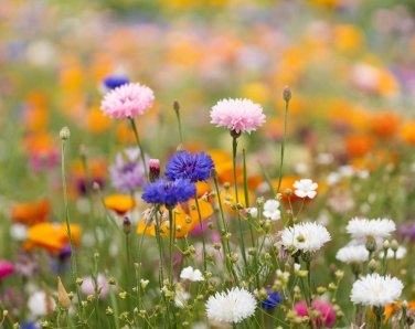 Logo trade promotional product photo of: A6 wildflower seed paper sheet